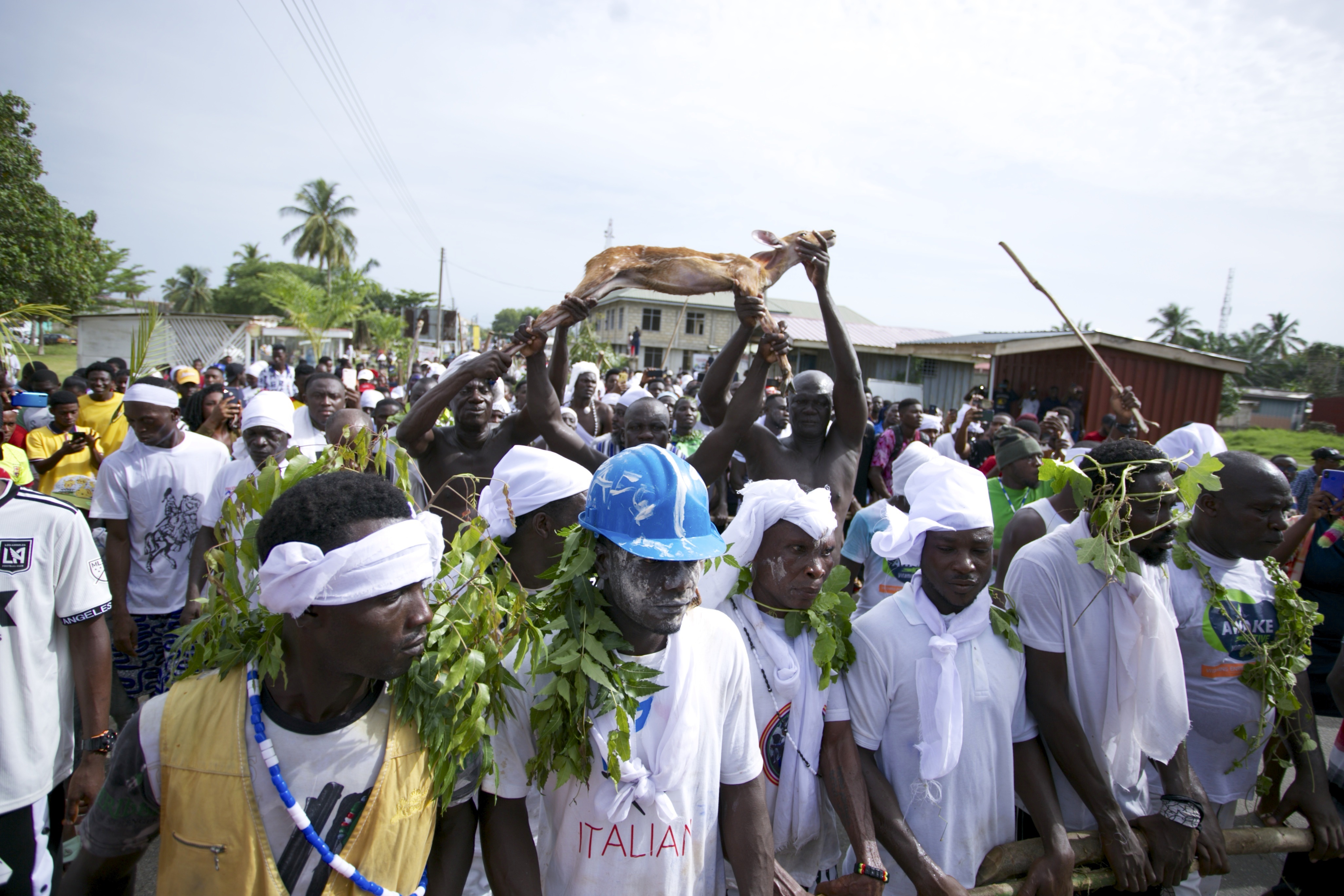 Members of the Tuafo Number One Asafo Company parading the town with the deer after presenting it to the Omanhen. Picture: Douglas Anane-Frimpong Members of the Tuafo Number One Asafo Company parading the town with the deer after presenting it to the Omanhen. Picture: Douglas Anane-Frimpong